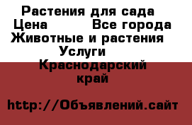 Растения для сада › Цена ­ 200 - Все города Животные и растения » Услуги   . Краснодарский край